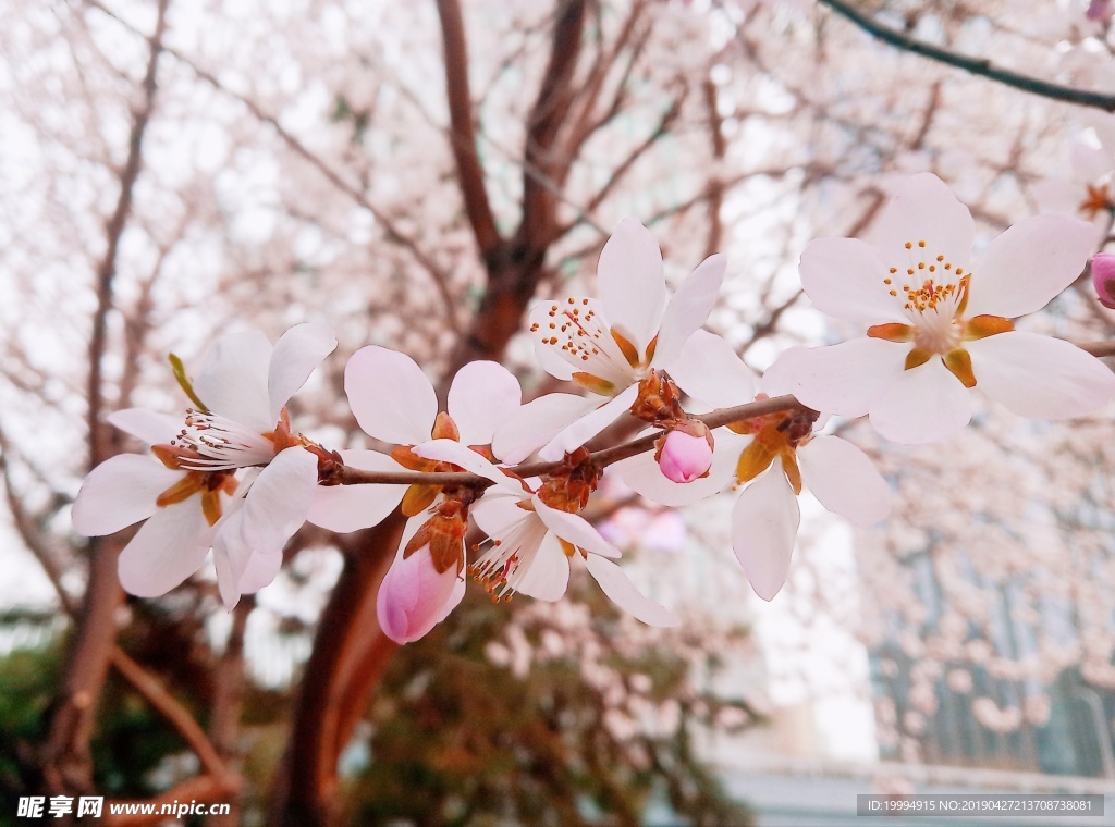 桃花摄影图片