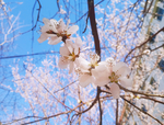 桃花摄影图片