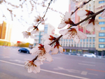 桃花摄影图片