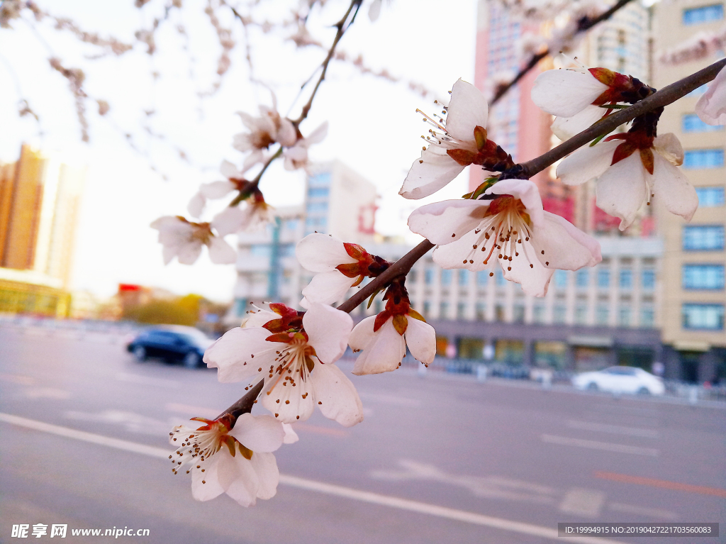 桃花摄影图片