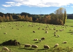 新西兰牧场 羊群