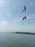 海鸥