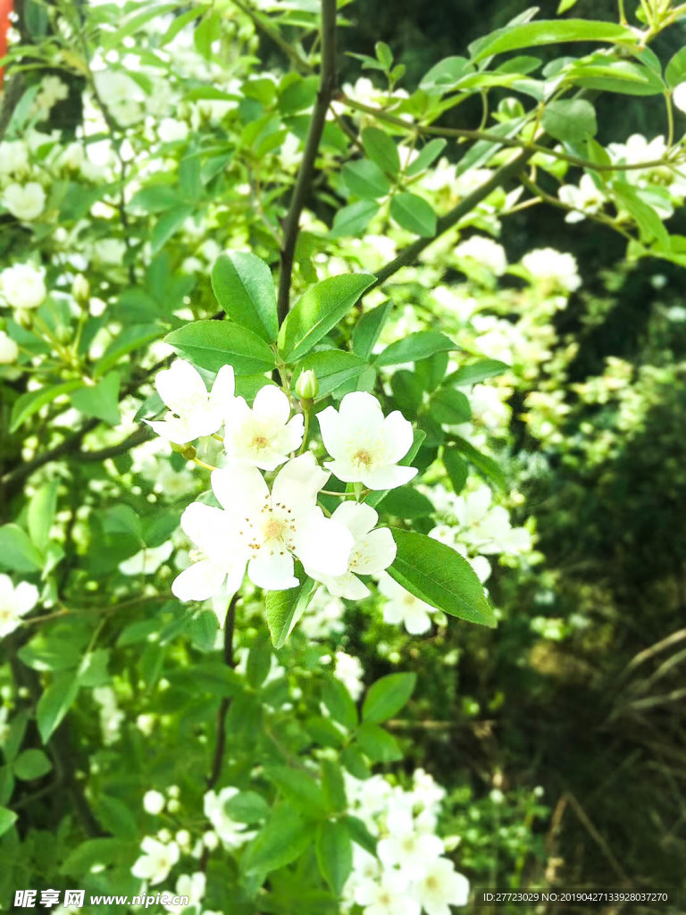 刺花