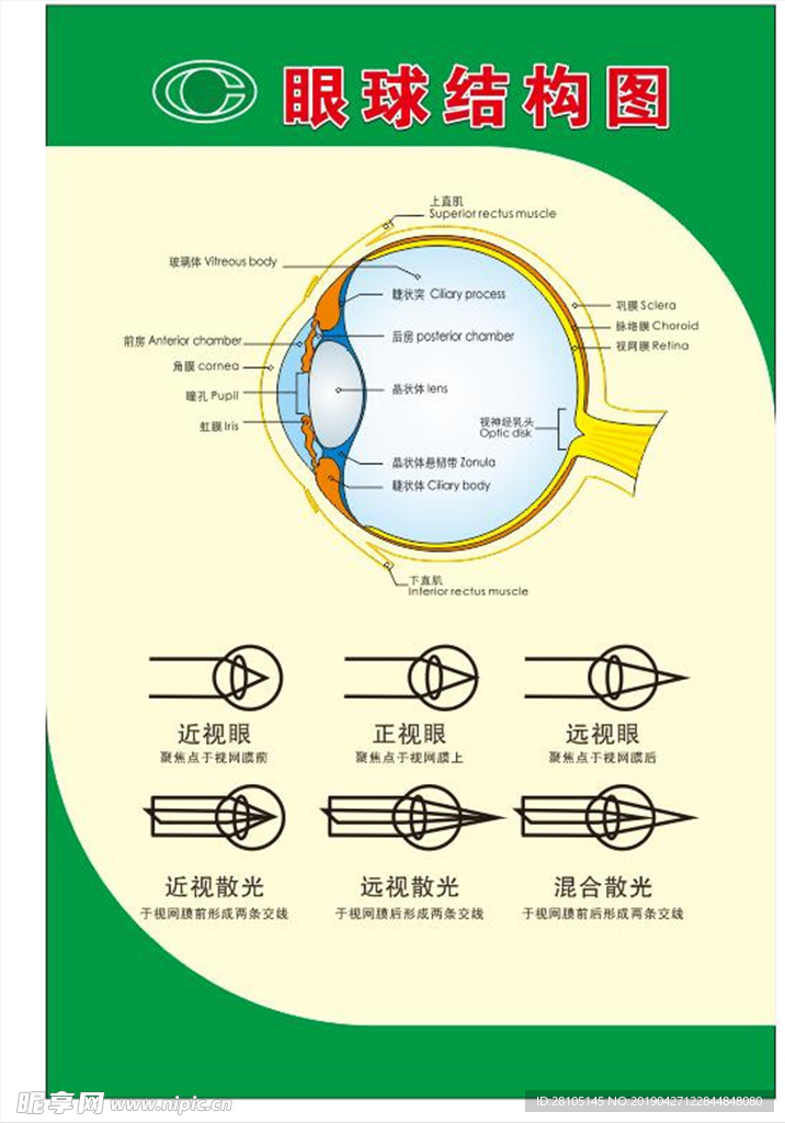 眼球结构图