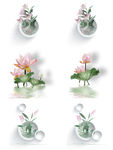 荷花