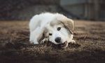 狗