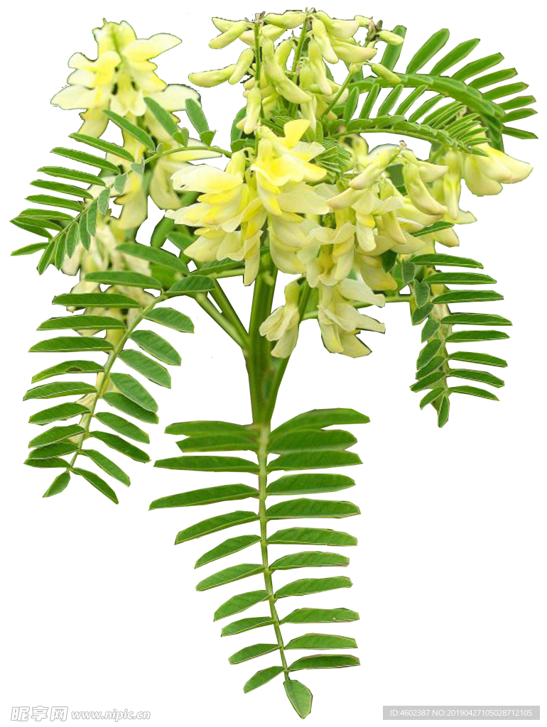 黄芪花