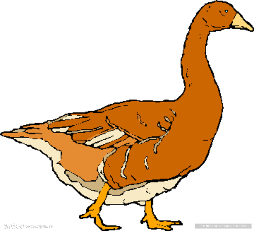 禽类插画