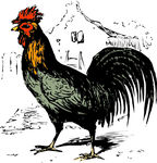 禽类插画