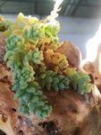 多肉植物 多肉 绿植