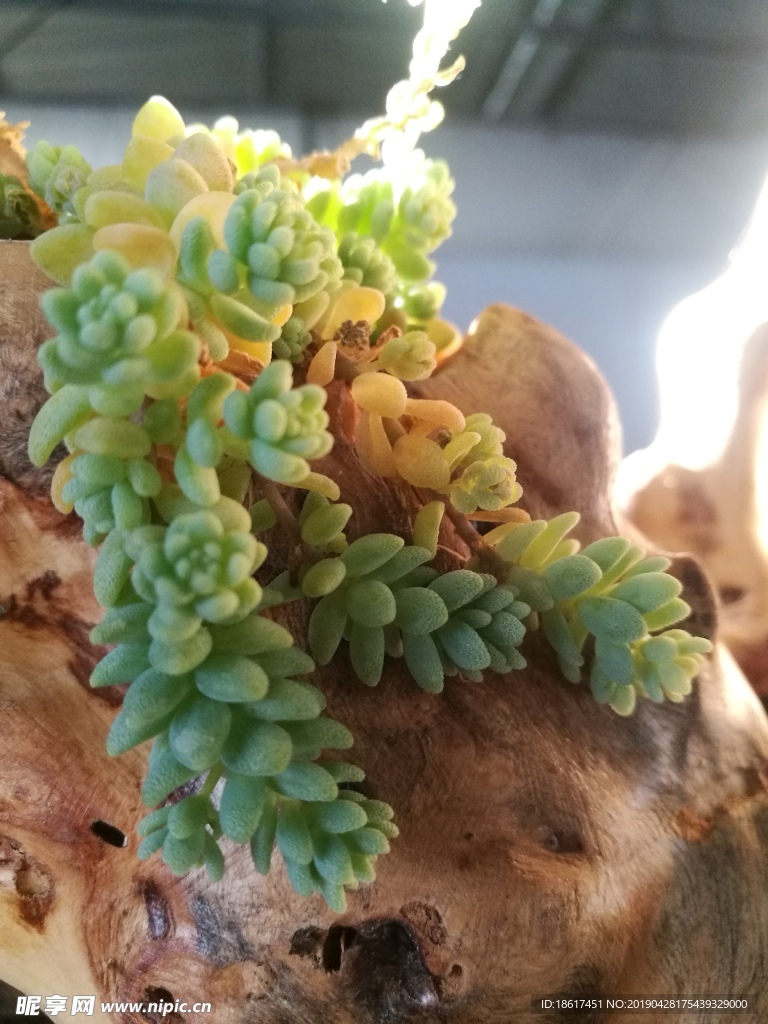 多肉植物 多肉 绿植