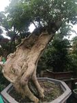 景观树