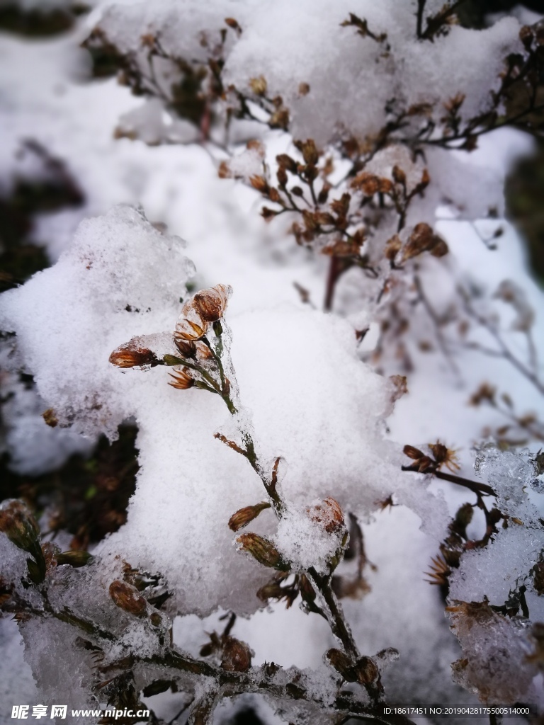 雪屋檐 雪树 雪景 瑞雪