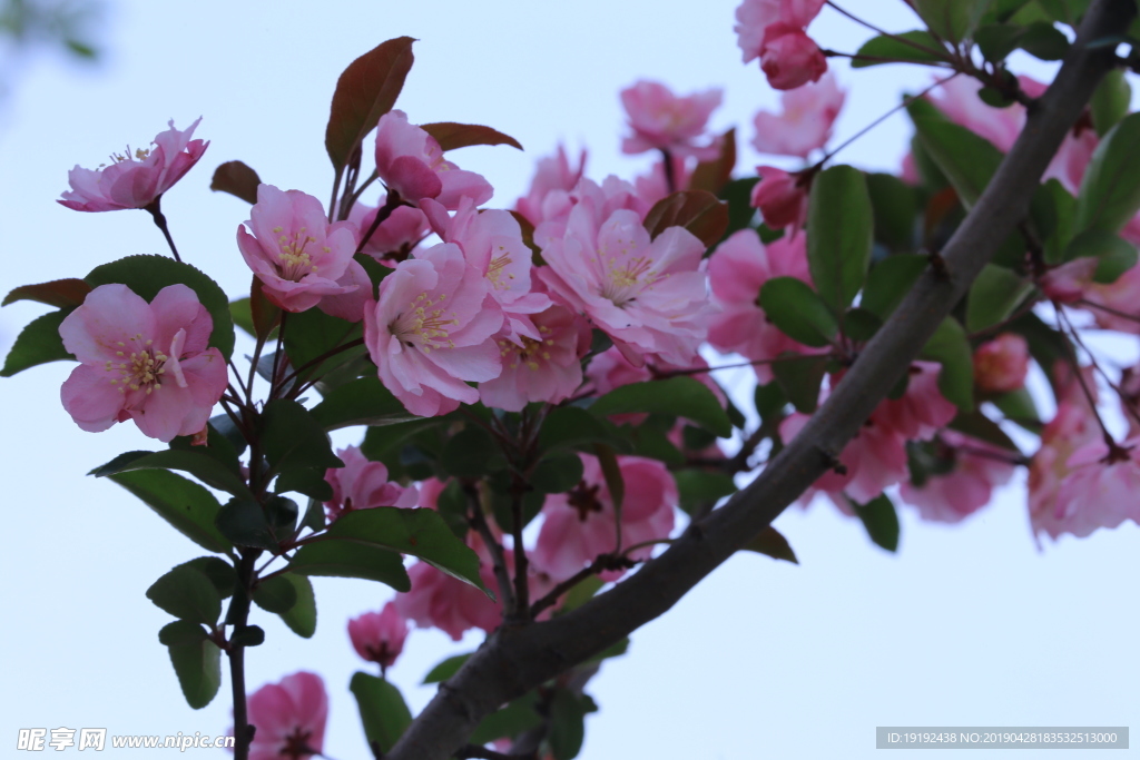 垂丝海棠花