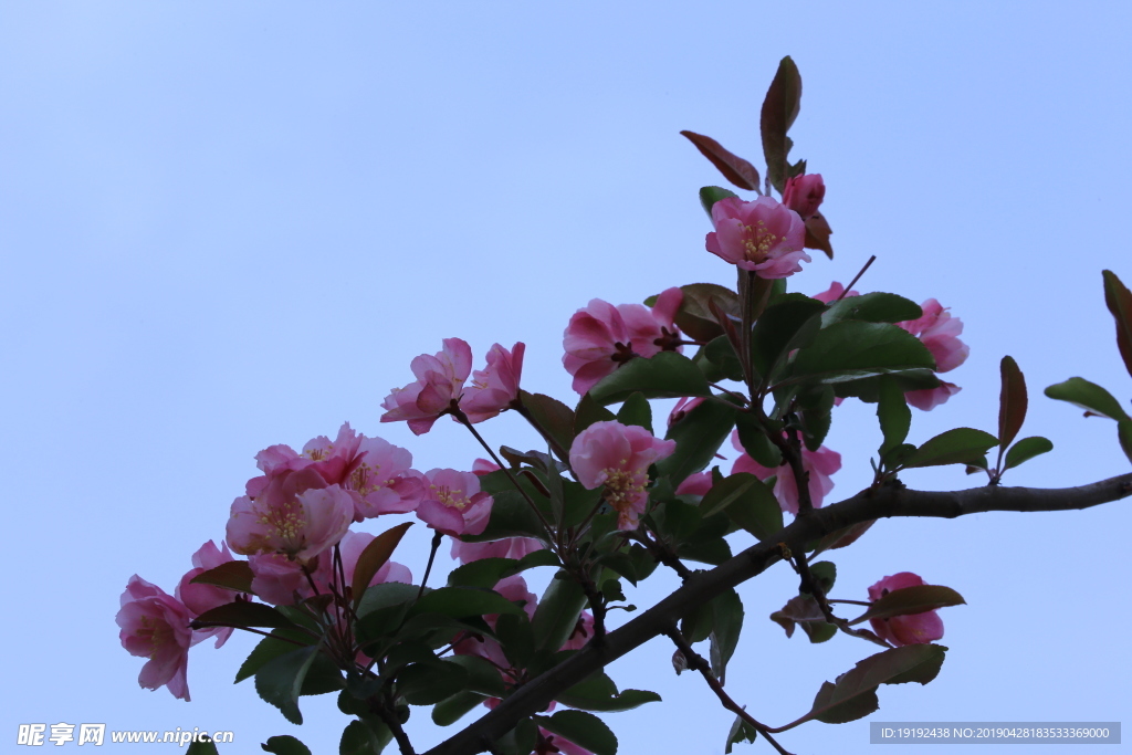 垂丝海棠花