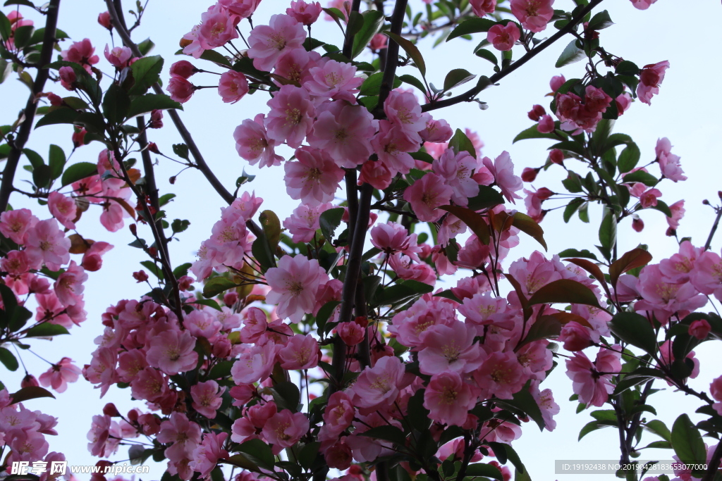 垂丝海棠花