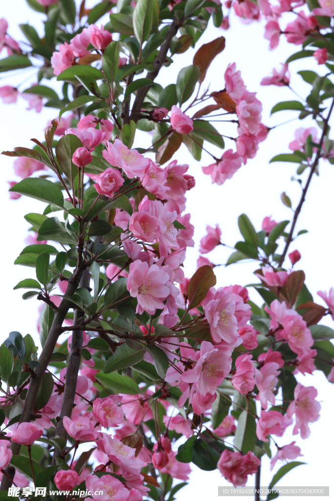 垂丝海棠花