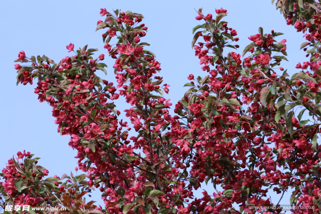 绚丽海棠花