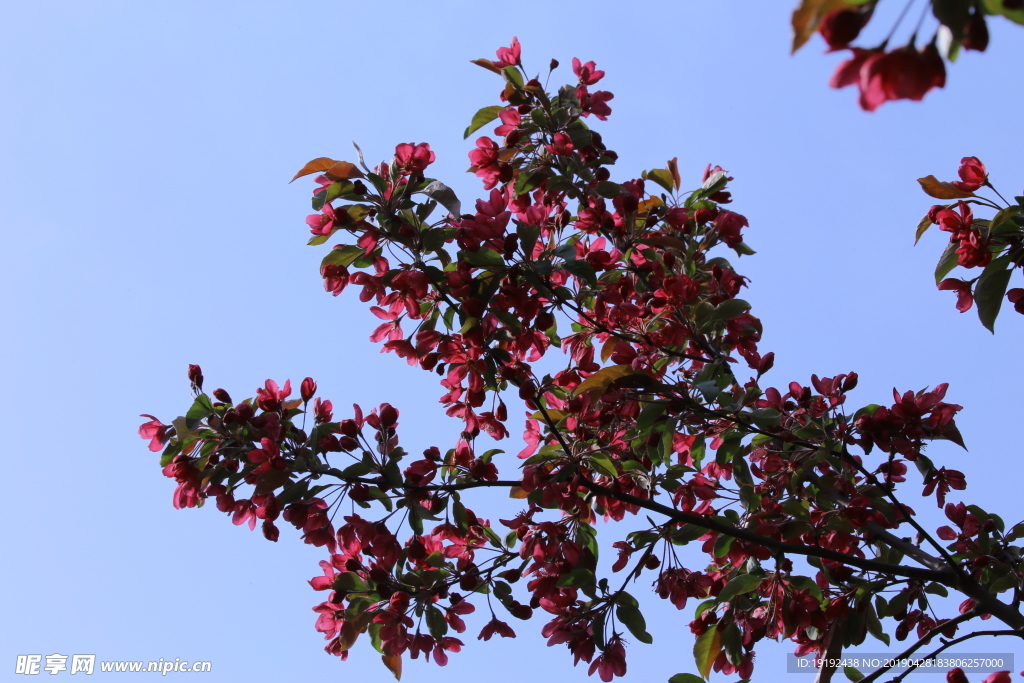 绚丽海棠花