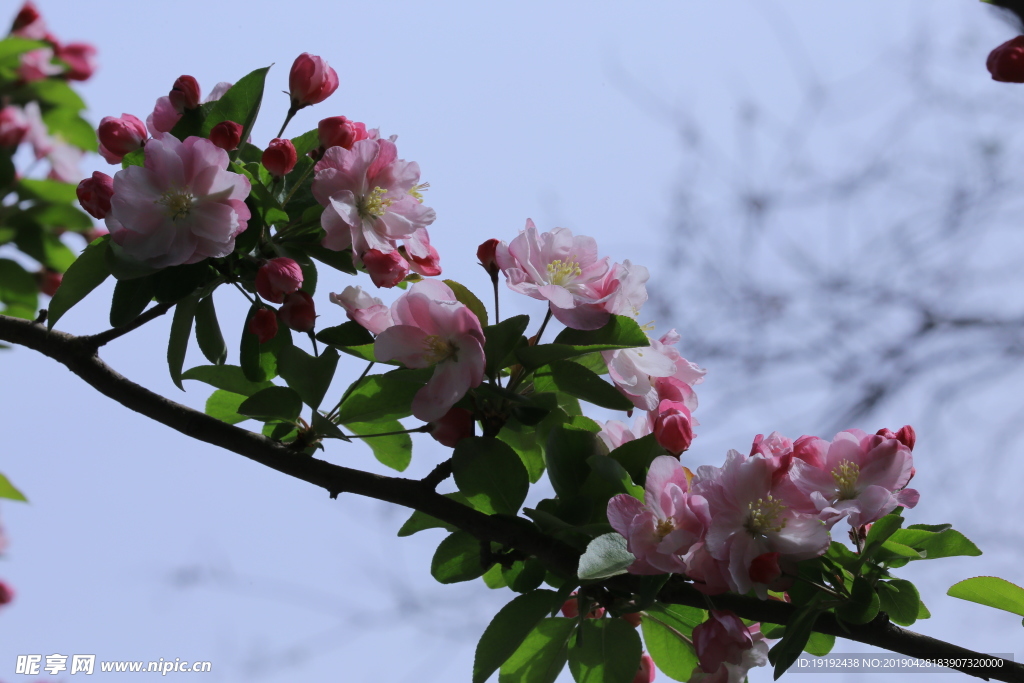 海棠花
