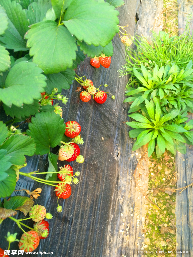 草莓
