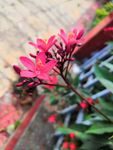 红色花朵 自然植物 摄影作品