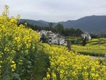 江岭