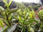 茶叶