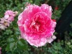 雨中的花