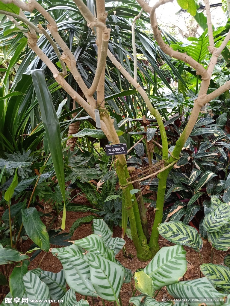 植物园