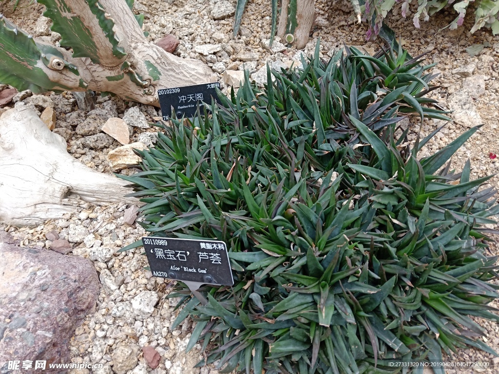 花卉