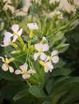 路边小花