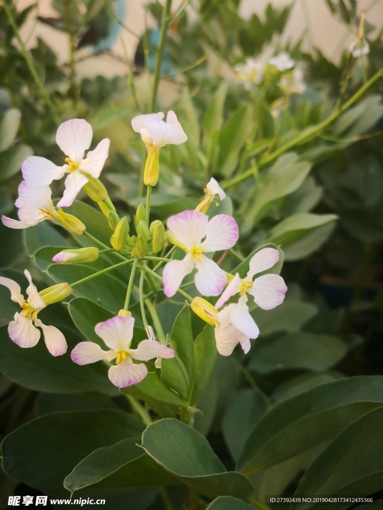 路边小花