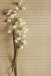 小碎花