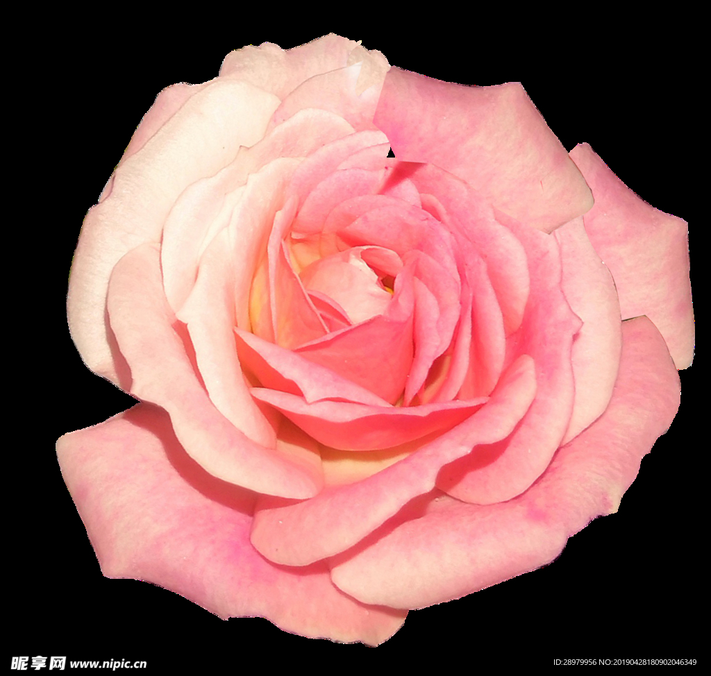 月季花