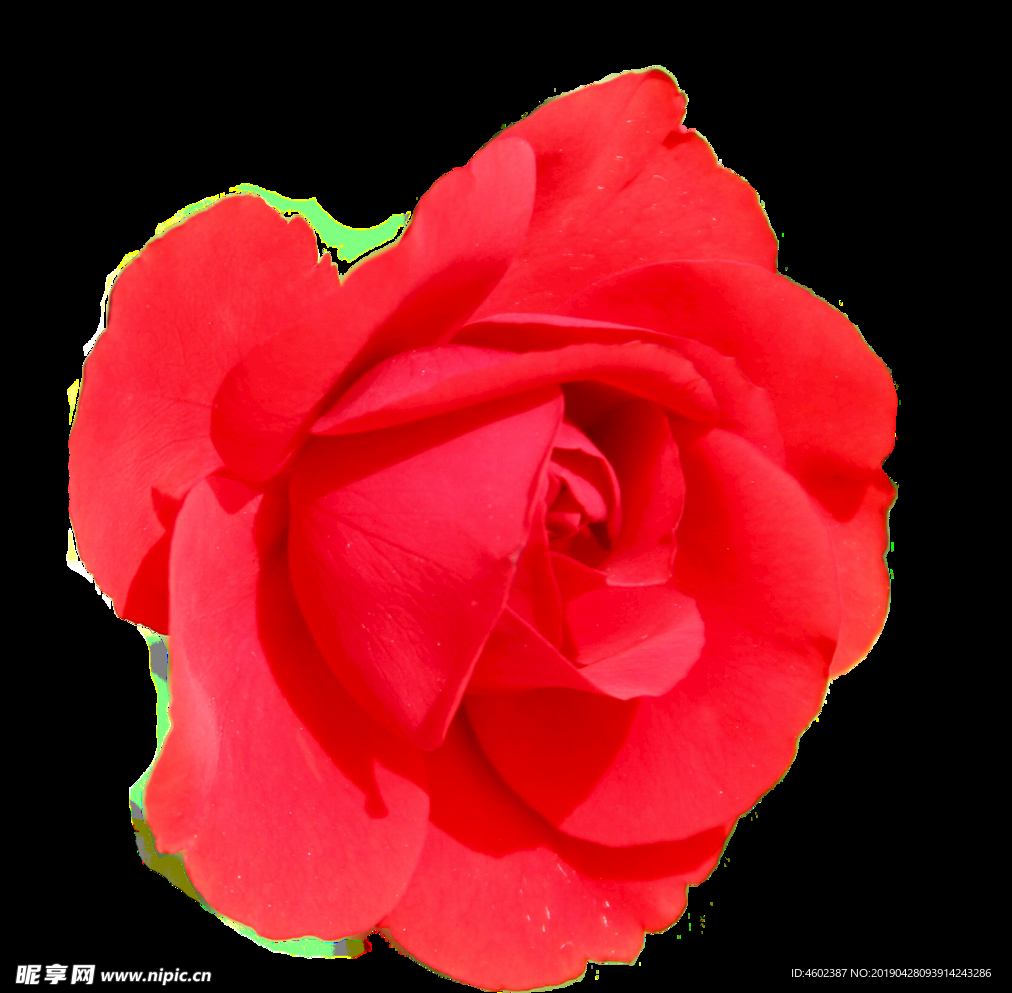 月季花