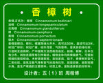 香樟树 标识牌 樟树介绍