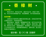 樟树 树牌 樟树简介 树牌模版