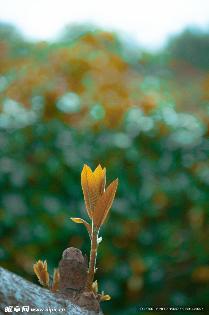 嫩芽