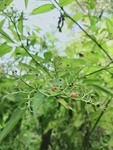 接骨草