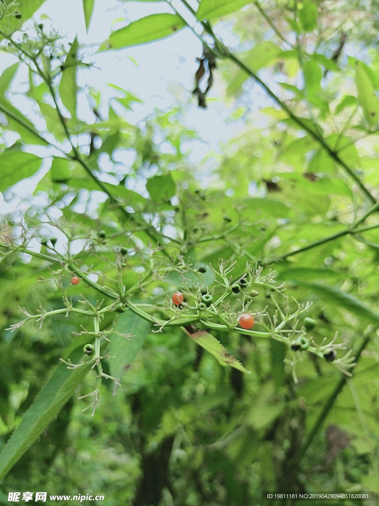 接骨草