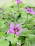 紫色的花