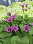 紫色的花