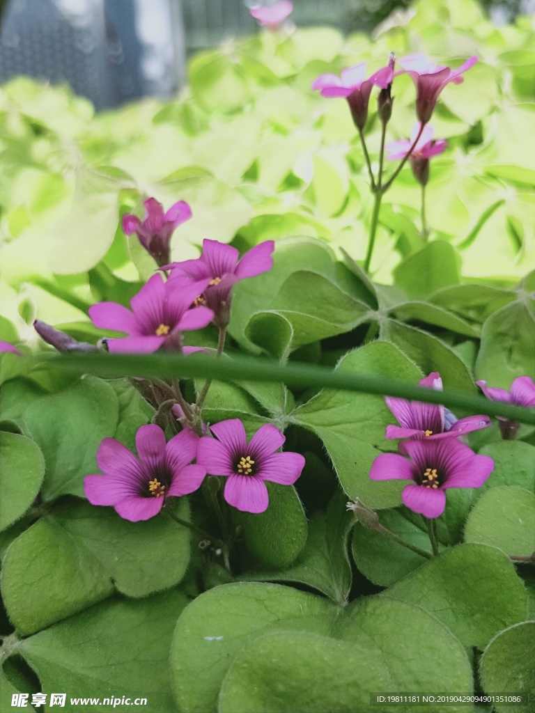 紫色的花