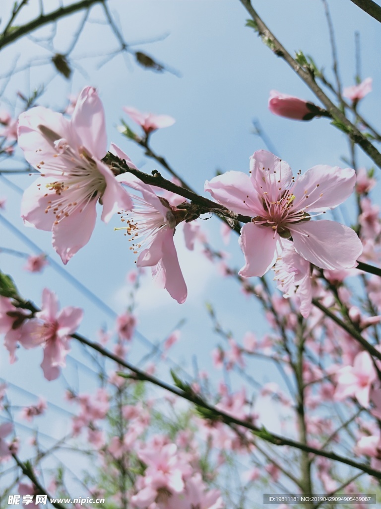 桃花