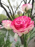花毛茛
