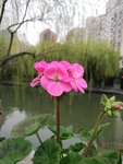 天竺葵