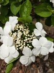 琼花