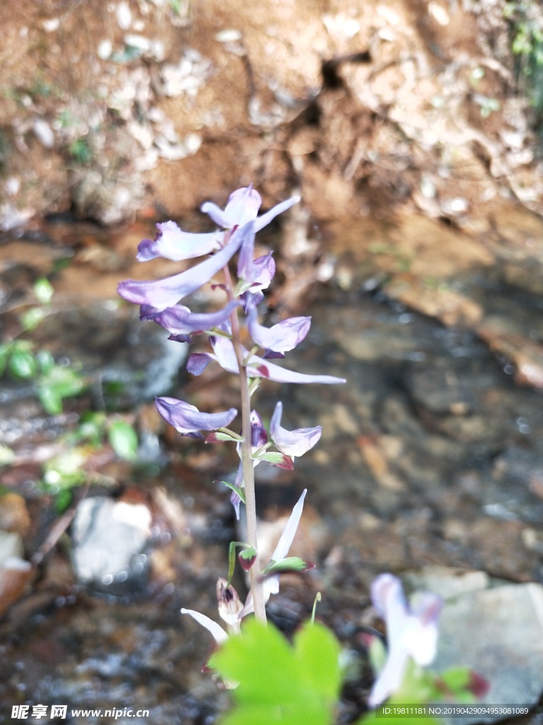 山间一花 紫堇