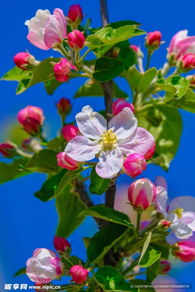 花朵图片苹果树花朵图片山东沂源